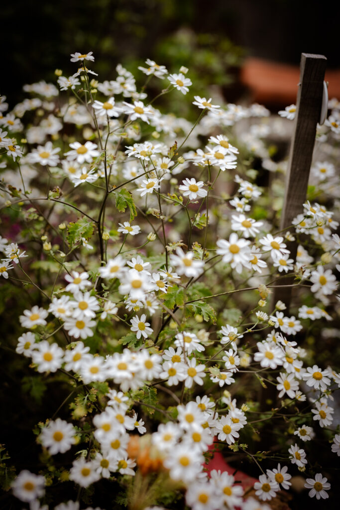 naturheilkunde birgit lecheler praxis gartenblumen